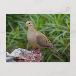 Postal Luto por la paloma en la roca llena de Chalcedony