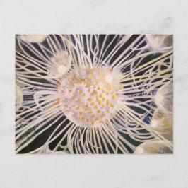 Postal Lux ex Tenebris