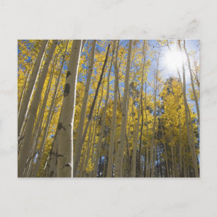 Postal Luz a través de la de Aspen