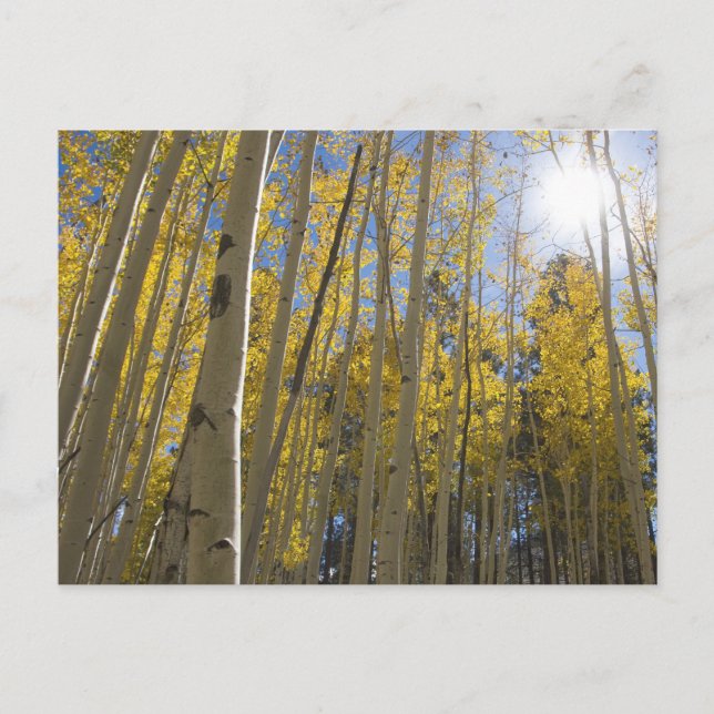 Postal Luz a través de la de Aspen (Anverso)
