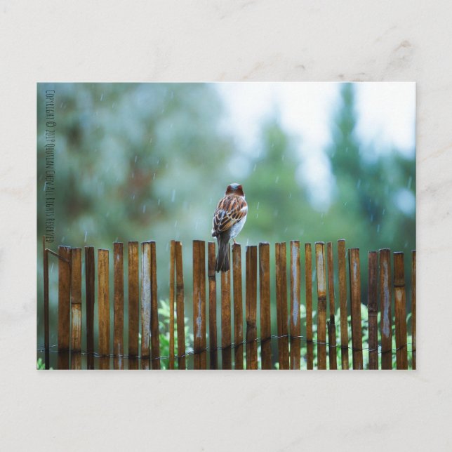 Postal Luz de espera (Anverso)