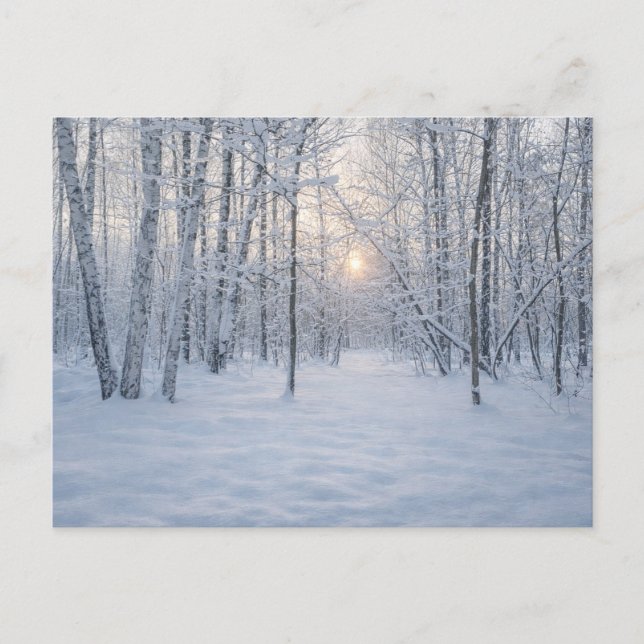 Postal Luz de invierno en un tranquilo bosque de abedules (Anverso)