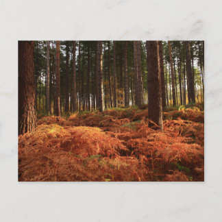 Postal Luz de octubre