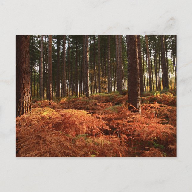 Postal Luz de octubre (Anverso)