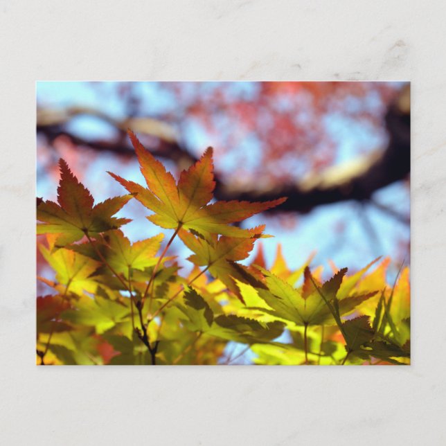 Postal Luz de otoño (Anverso)
