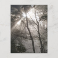 Luz del sol a través de árboles, bosque oscuro