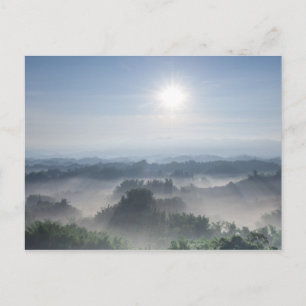 Postal Luz del sol brillante en los árboles de bambú el  