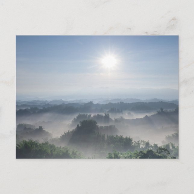 Postal Luz del sol brillante en los árboles de bambú el | (Anverso)