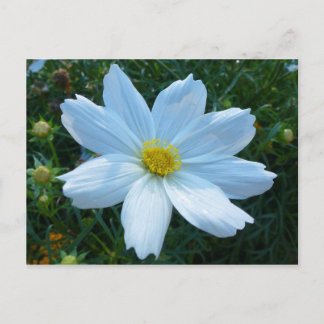 Postal Luz del sol en floral de cosmos blancos