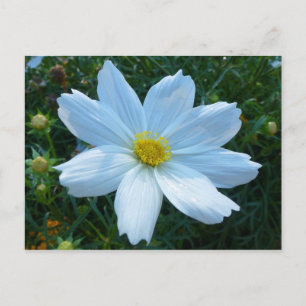 Postal Luz del sol sobre la flor floral de cosmos blancos