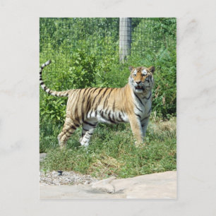 Postal Luz del tigre