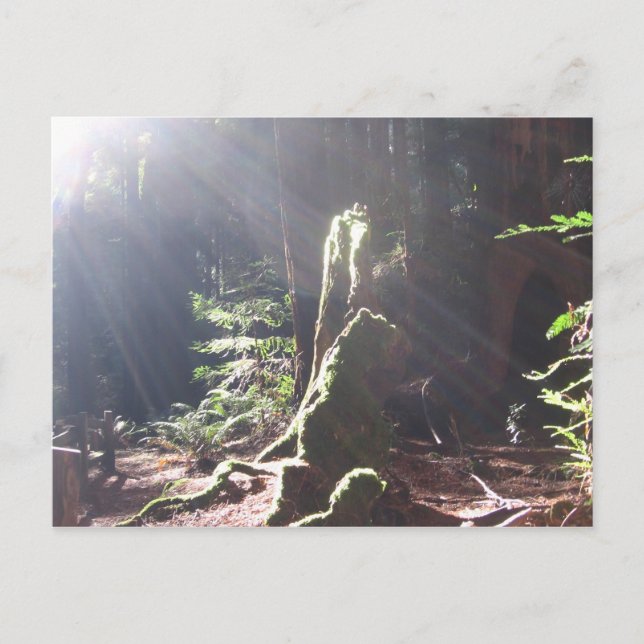 Postal Luz en el bosque (Anverso)