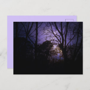 Postal Luz en los árboles Postcard