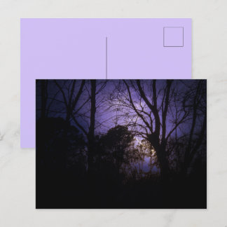 Postal Luz en los árboles Postcard
