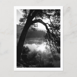 Postal Luz solar a través de los Pinos, Derwentwater