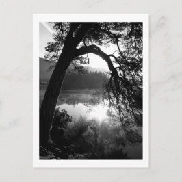 Postal Luz solar a través de los Pinos, Derwentwater