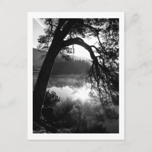 Postal Luz solar a través de los Pinos, Derwentwater