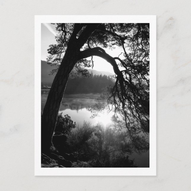 Postal Luz solar a través de los Pinos, Derwentwater (Anverso)