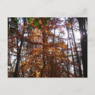 Postal Luz solar a través de un árbol de otoño en Greenbe