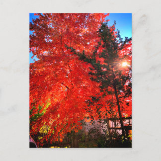 Postal Luz solar en otoño