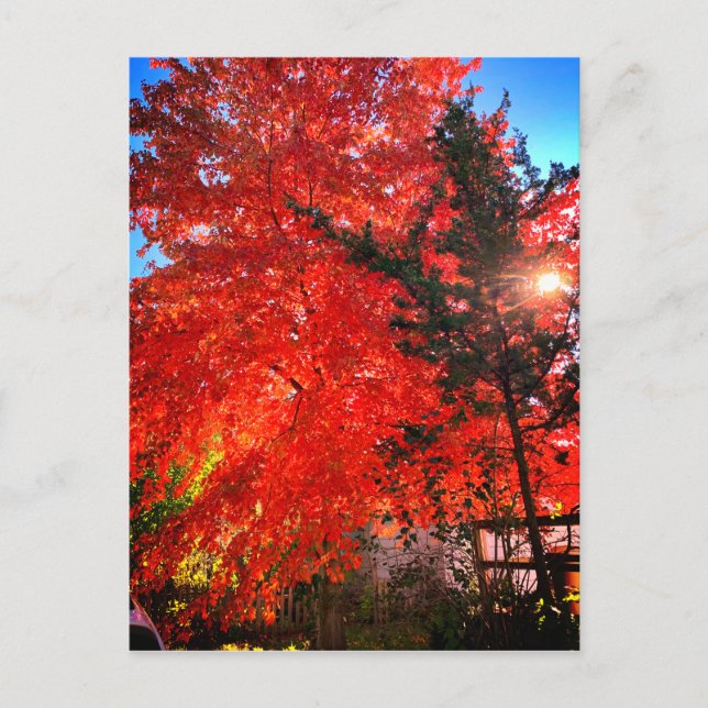 Postal Luz solar en otoño (Anverso)