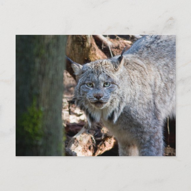 Postal Lynx (Anverso)