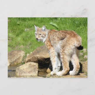 Postal Lynx