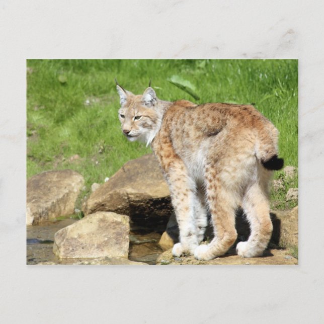 Postal Lynx (Anverso)
