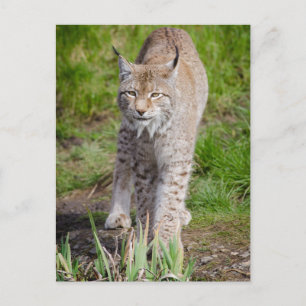 Postal Lynx