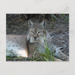 Postal lynx 017 siberiano