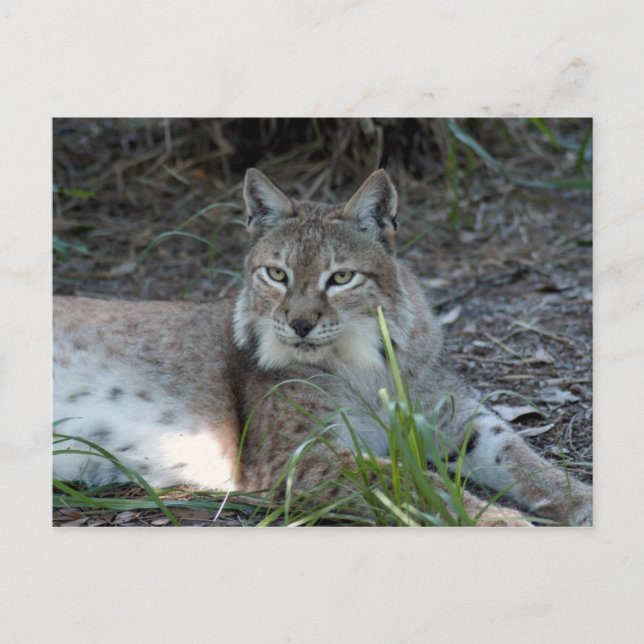 Postal lynx 017 siberiano (Anverso)