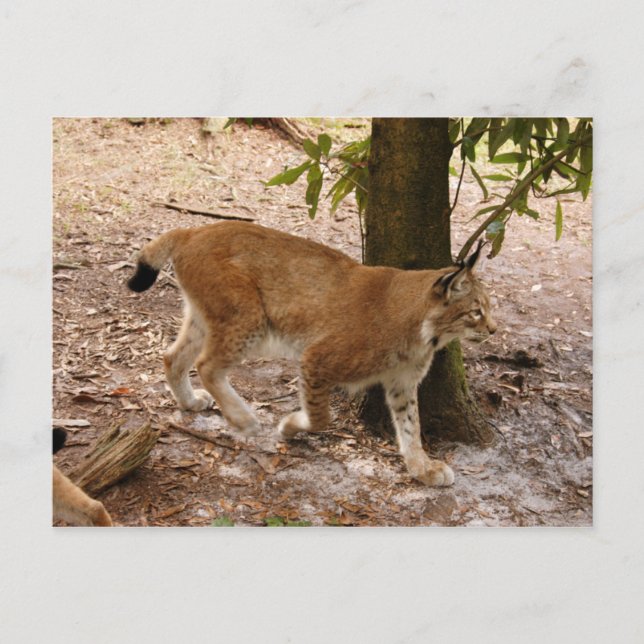 Postal lynx 031 siberiano (Anverso)