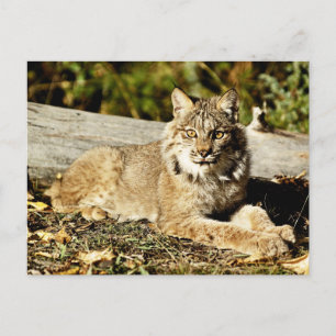 Postal Lynx canadiense