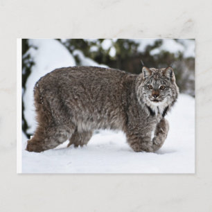 Postal Lynx canadiense en la nieve
