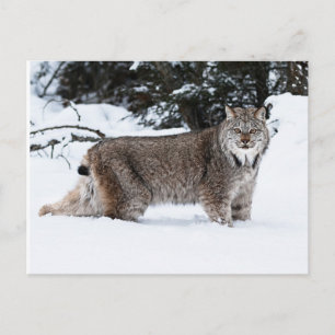 Postal Lynx canadiense en la nieve