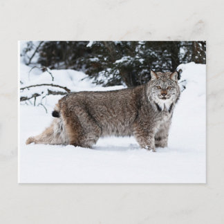 Postal Lynx canadiense en la nieve