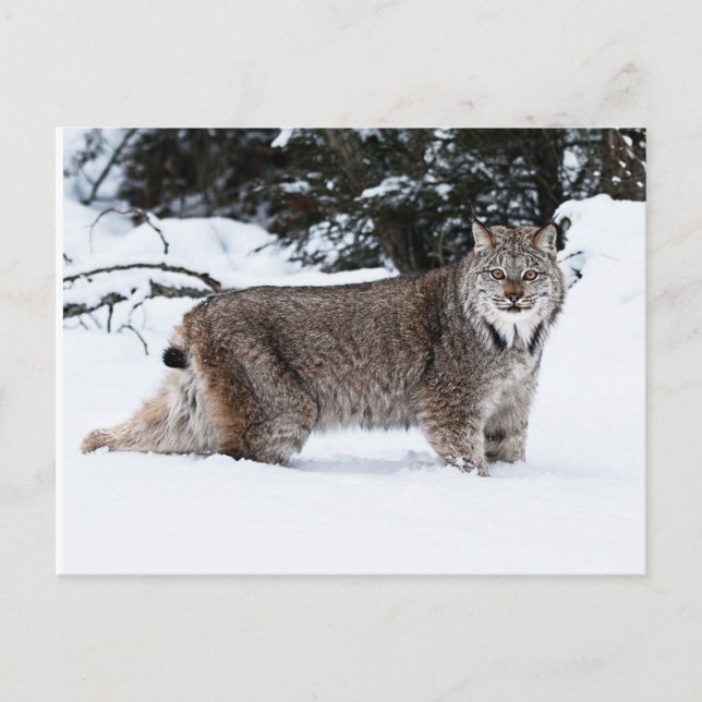 Postal Lynx canadiense en la nieve (Anverso)