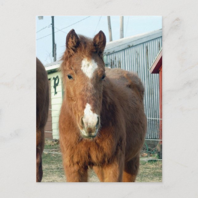 Postal Lynx de Sugarman (Anverso)