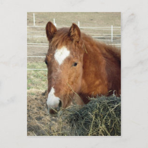 Postal Lynx de Sugarman