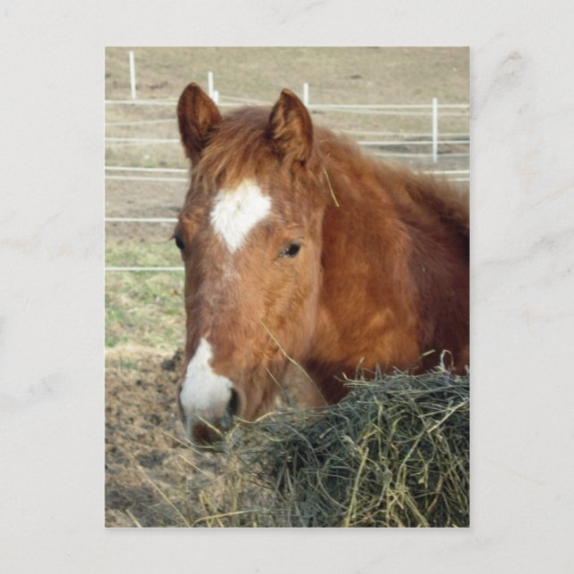 Postal Lynx de Sugarman (Anverso)