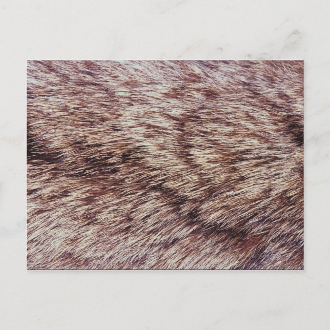 Postal Lynx fur (Anverso)