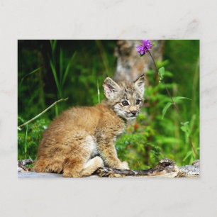 Postal Lynx Kitten canadiense