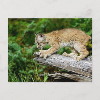 Postal Lynx Kitten canadiense listo para atacar