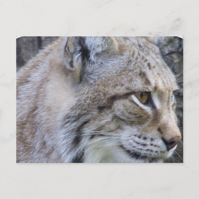 Postal Lynx Postcard (Anverso)