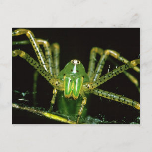 Postal Lynx Spider
