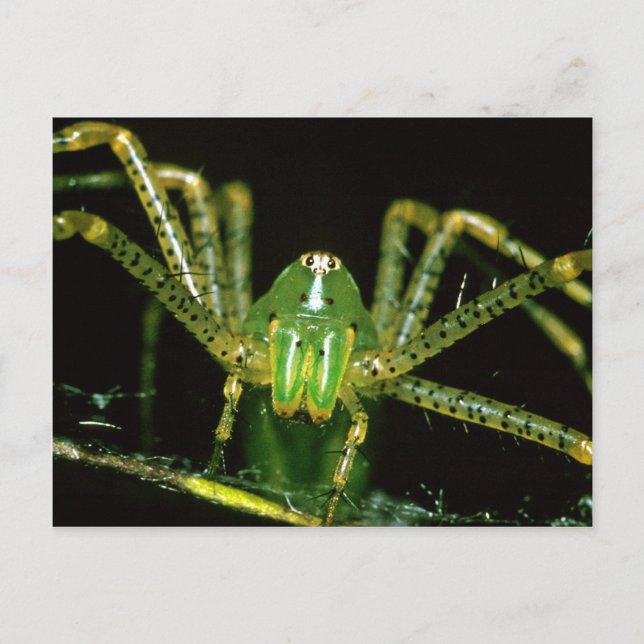 Postal Lynx Spider (Anverso)