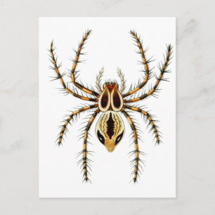 Postal Lynx Spider