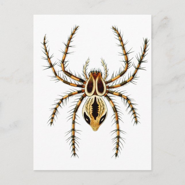 Postal Lynx Spider (Anverso)