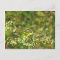 Lynx Spider