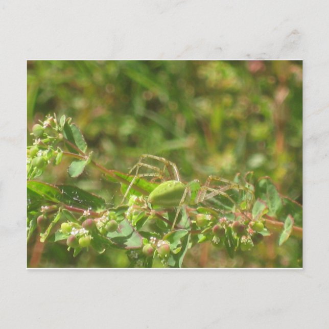 Postal Lynx Spider (Anverso)